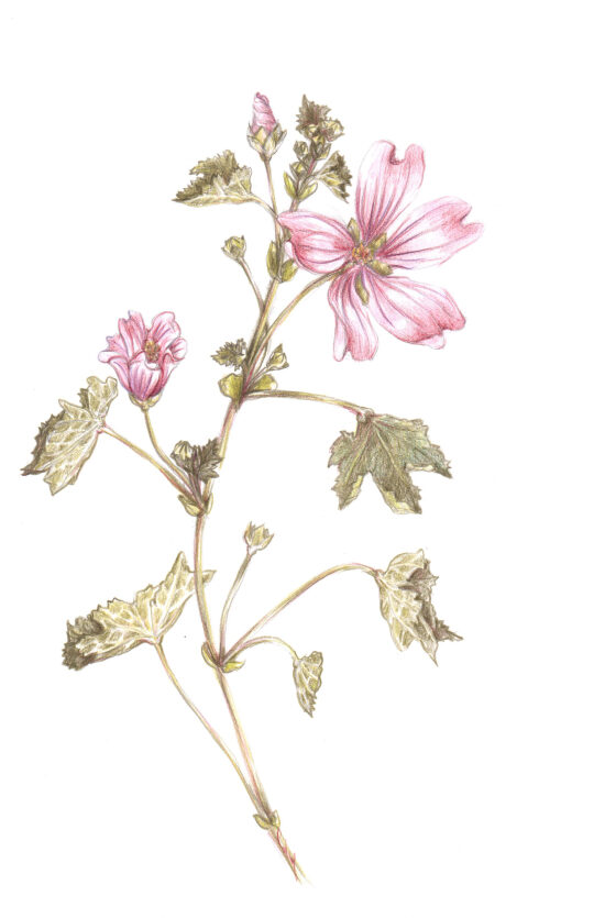 Mauve sylvestreWEB.jpg